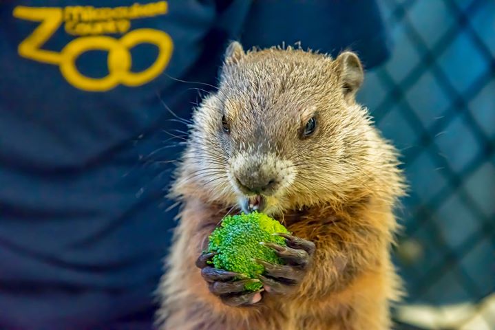 Gordy the Groundhog