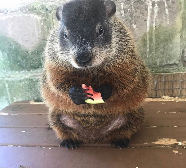 Groundhogs Around The World: Shubenacadie Sam