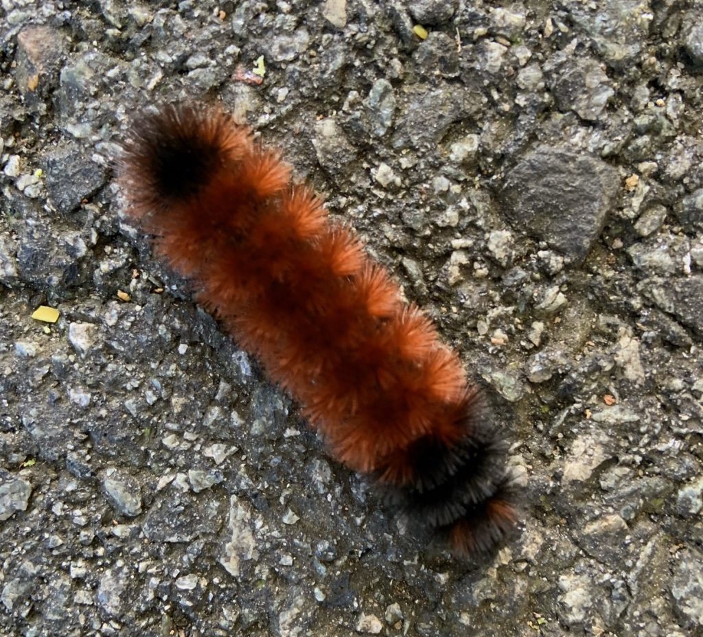 Woolly Worm