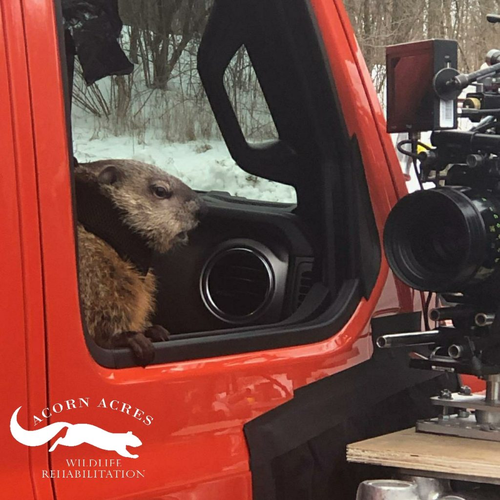 Poppy the Groundhog shooting