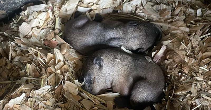 Punxsutawney Phil and Phyllis’ groundhog twins have been named