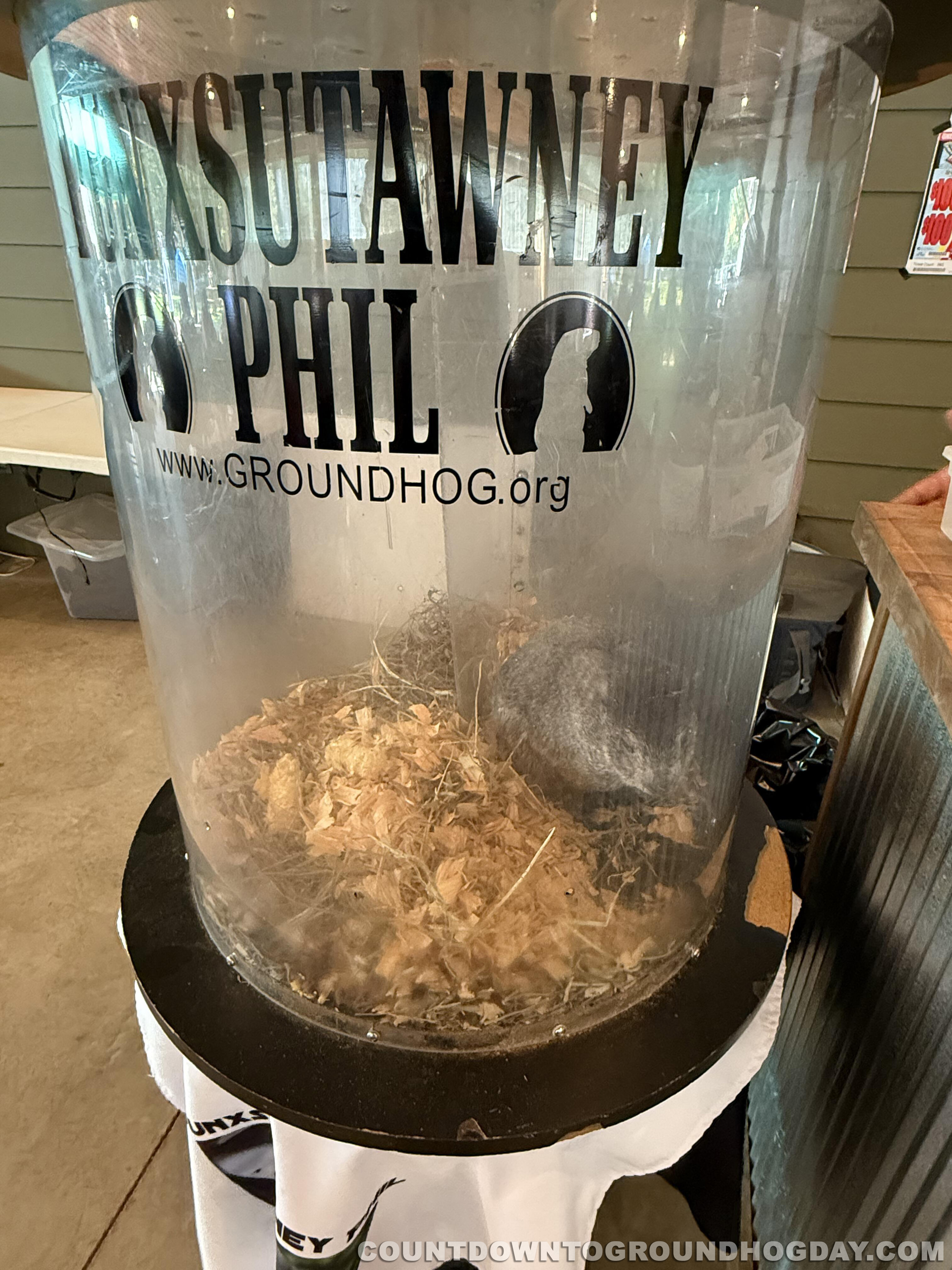 Punxsutawney Phil enjoys the picnic