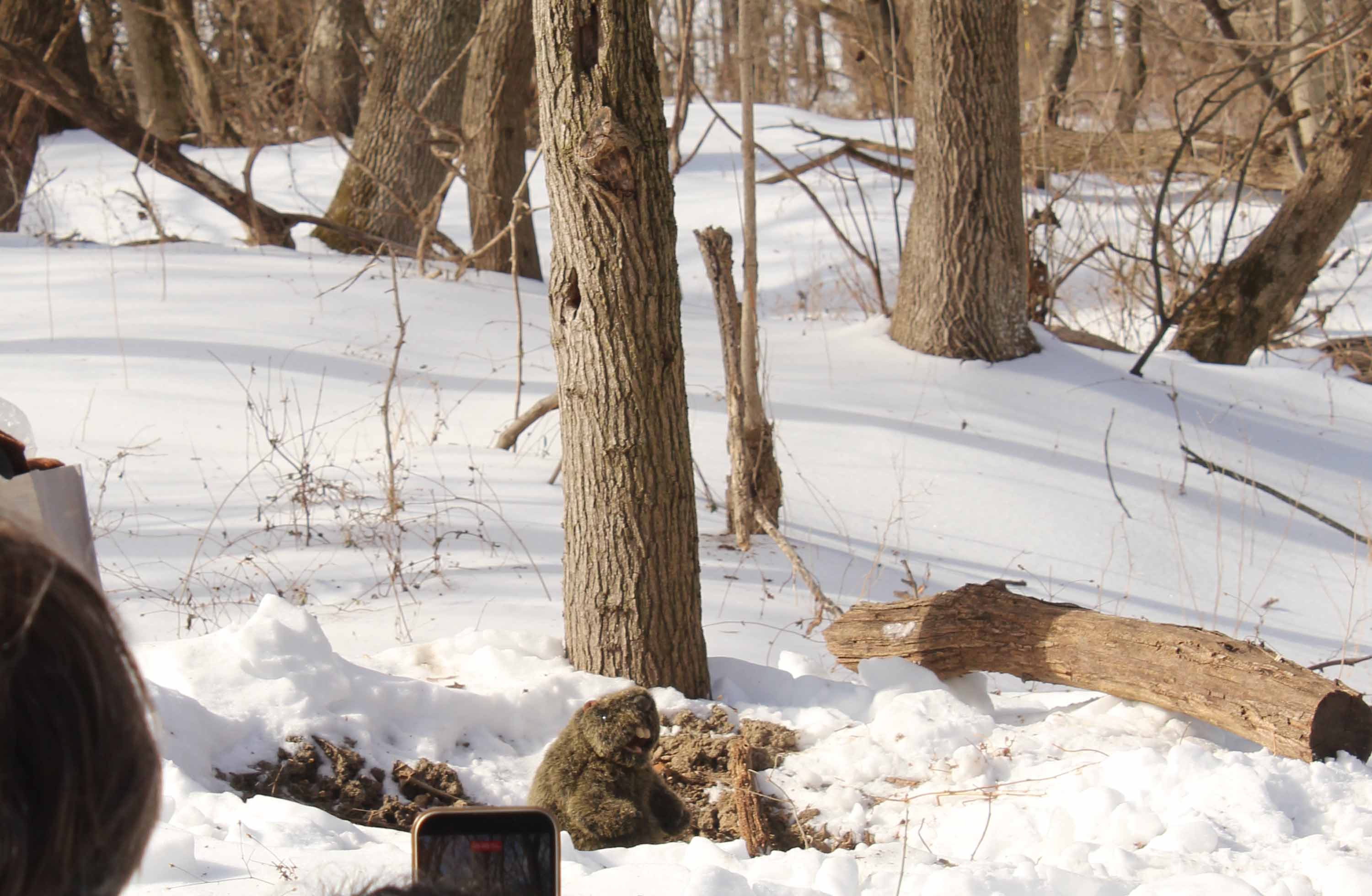 Tinicum Tim arrives and sees his shadow