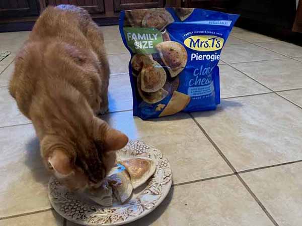 Concord Casimir eating his pierogies